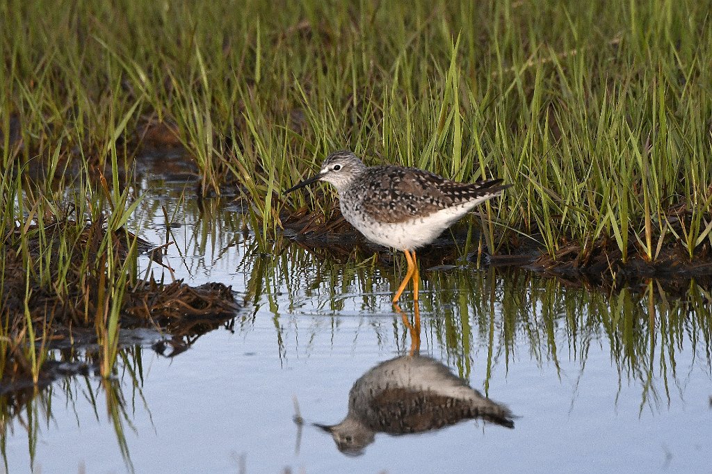 Sandpiper, Lesser Yellowlegs, 2017-05085500 Parker River NWR, MA.JPG - Lesser Yellowlegs. Parker River National Wildlife Refuge, MA, 5-8-2017